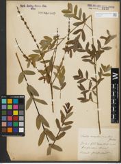 Foto von Salix purpurea subsp. amplexicaulis (Bory) C. K. Schneid.